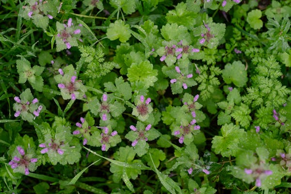 Plantas verdes con flores coloridas que representan el origen natural y la pasión por la jardinería de Green Garden Lepe